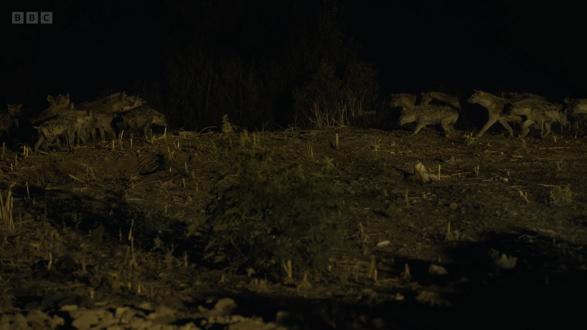 Spotted hyena (Crocuta crocuta) as shown in Planet Earth II - Cities